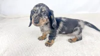 Strawberry, a male Miniature Dachshund for sale in Sacramento, CA – 3 of 7