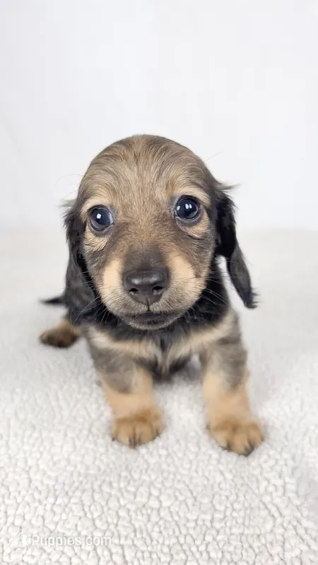 Sundae – Miniature Dachshund puppy for sale in Sacramento, CA