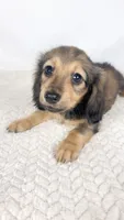 Whip cream, a female Miniature Dachshund for sale in Sacramento, CA – 2 of 9