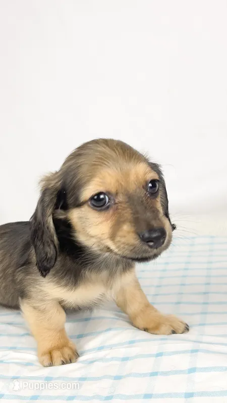 Slice – Miniature Dachshund puppy for sale in Sacramento, CA