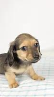 Slice, a male Miniature Dachshund for sale in Sacramento, CA – 1 of 6