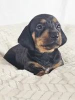 Mango, a female Dachshund for sale in Sacramento, CA – 4 of 6