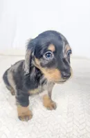 Chocolate, a male Miniature Dachshund for sale in Sacramento, CA – 6 of 7