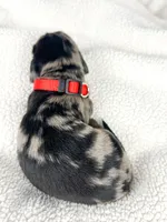 Strawberry, a male Miniature Dachshund for sale in Sacramento, CA – 8 of 9
