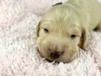 Cheddar , a male Miniature Dachshund for sale in Sacramento, CA – Photo 5 of 7