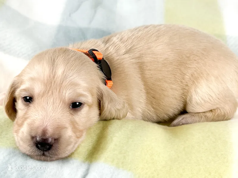 Cheddar  – Miniature Dachshund puppy for sale in Sacramento, CA