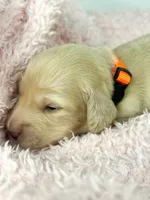 Cheddar , a male Miniature Dachshund for sale in Sacramento, CA – Photo 2 of 7