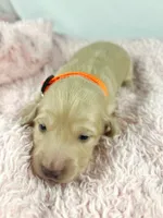 Cheddar , a male Miniature Dachshund for sale in Sacramento, CA – Photo 3 of 7