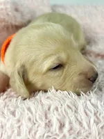 Cheddar , a male Miniature Dachshund for sale in Sacramento, CA – Photo 6 of 7