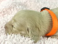 Cheddar , a male Miniature Dachshund for sale in Sacramento, CA – Photo 1 of 7