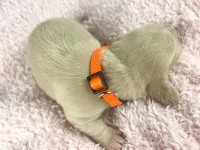 Cheddar , a male Miniature Dachshund for sale in Sacramento, CA – Photo 4 of 7