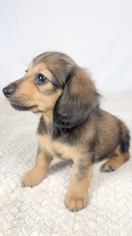 Whip cream – Miniature Dachshund puppy for sale in Sacramento, CA