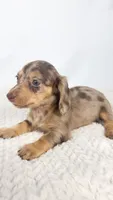 Hot fudge, a female Miniature Dachshund for sale in Sacramento, CA – 2 of 6