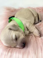 Macadamia nut, a female Miniature Dachshund for sale in Sacramento, CA – 4 of 9