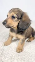 Whip cream, a female Miniature Dachshund for sale in Sacramento, CA – 8 of 9