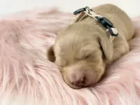 Chocolate chip, a male Miniature Dachshund for sale in Sacramento, CA – 7 of 10