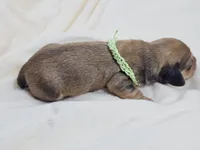 Pickles, a male Miniature Dachshund for sale in Sacramento, CA – Photo 8 of 10