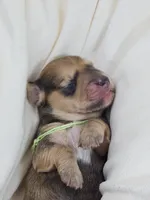 Pickles, a male Miniature Dachshund for sale in Sacramento, CA – Photo 5 of 10