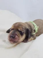 Pickles, a male Miniature Dachshund for sale in Sacramento, CA – Photo 2 of 10