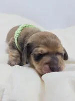 Pickles, a male Miniature Dachshund for sale in Sacramento, CA – Photo 4 of 10