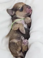 Pickles, a male Miniature Dachshund for sale in Sacramento, CA – Photo 3 of 10