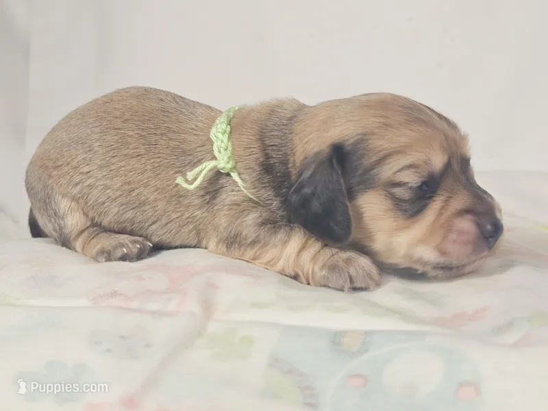 Pickles – Miniature Dachshund puppy for sale in Sacramento, CA