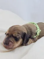 Pickles, a male Miniature Dachshund for sale in Sacramento, CA – Photo 7 of 10