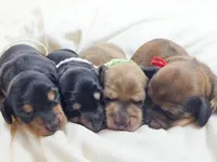 Pickles, a male Miniature Dachshund for sale in Sacramento, CA – Photo 9 of 10