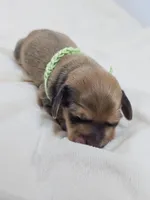 Pickles, a male Miniature Dachshund for sale in Sacramento, CA – Photo 6 of 10