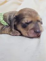 Pickles, a male Miniature Dachshund for sale in Sacramento, CA – Photo 1 of 10
