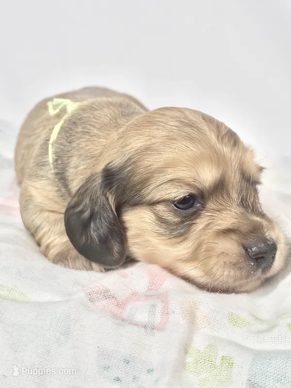 Pickles – Miniature Dachshund puppy for sale in Sacramento, CA