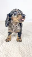 Strawberry, a male Miniature Dachshund for sale in Sacramento, CA – 4 of 7
