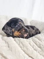Lychee, a male Dachshund for sale in Sacramento, CA – 2 of 6
