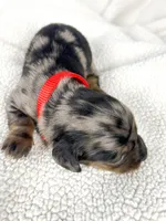Strawberry, a male Miniature Dachshund for sale in Sacramento, CA – 1 of 9