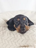 Mango, a female Dachshund for sale in Sacramento, CA – 3 of 6