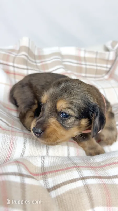 Cherry – Miniature Dachshund puppy for sale in Sacramento, CA