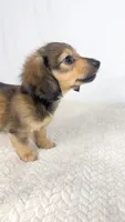 Whip cream, a female Miniature Dachshund for sale in Sacramento, CA – 4 of 9