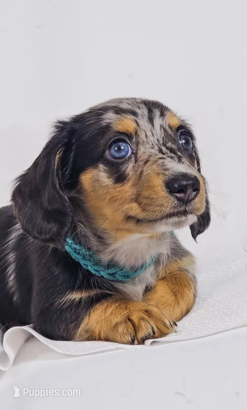 Tulip – Miniature Dachshund puppy on hold in Sacramento, CA