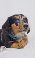 Tulip, a female Miniature Dachshund for sale in Sacramento, CA – 1 of 6
