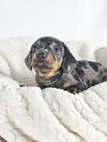 Lychee, a male Dachshund for sale in Sacramento, CA – 4 of 6