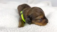 Peanuts, a male Miniature Dachshund for sale in Sacramento, CA – 6 of 7