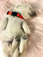 Snickerdoodle, a male Miniature Dachshund for sale in Sacramento, CA – 5 of 8