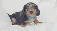 Tulip, a female Miniature Dachshund for sale in Sacramento, CA – 5 of 6