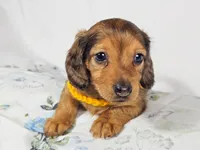 Plum, a male Miniature Dachshund for sale in Sacramento, CA – 5 of 6