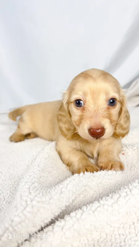 Vanilla – Miniature Dachshund puppy on hold in Sacramento, CA