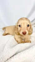Vanilla, a female Miniature Dachshund for sale in Sacramento, CA – 1 of 6