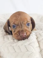 Thai tea, a male Dachshund for sale in Sacramento, CA – 4 of 6