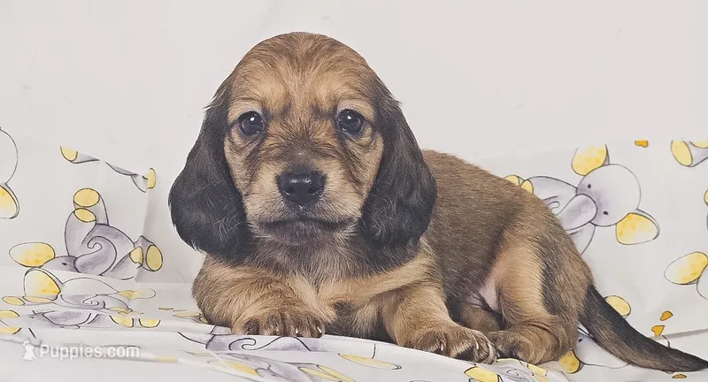 Patty – Miniature Dachshund puppy for sale in Sacramento, CA
