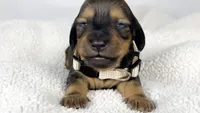 Whip cream, a female Miniature Dachshund for sale in Sacramento, CA – 2 of 7