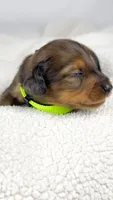 Peanuts, a male Miniature Dachshund for sale in Sacramento, CA – 4 of 7
